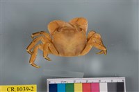 藏品(肉球近方蟹)的圖片